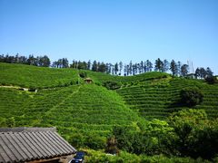 -心无尘茶餐馆(径山村店)
