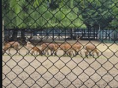 -北京麋鹿生态实验中心