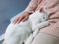 -喵的天空名猫咖啡馆·撸猫·猫舍·用品