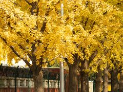 -三里屯东五街银杏大道