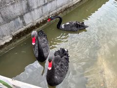 -苏州太湖西山岛开心农场