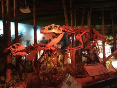 -正佳自然科学博物馆