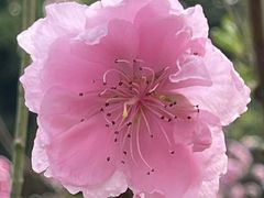 -桃花涧