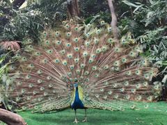 -广州长隆国际大马戏