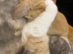 -藦茜花园宠物主题亲子互动体验馆(国顺东路店)