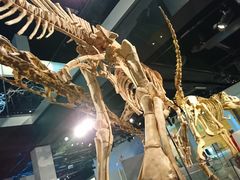 -墨尔本博物馆(Melbourne Museum)