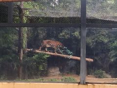 -清迈夜间动物园