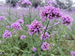 -松山湖梦幻百花洲