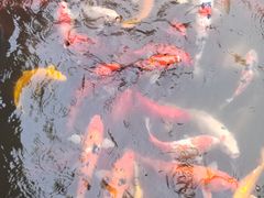 -芭厘农庄老字号·清远鸡