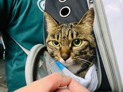 -宠颐生宠物医院·心肾内科·猫专科诊疗中心宠巢店