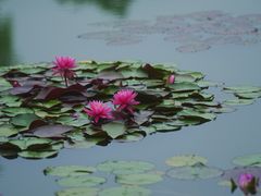 -国家植物园南园