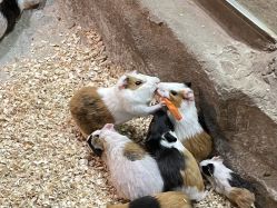 -宝燕乐园(闵行旗舰店)