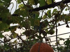 iphone_upload_pic-春日农场