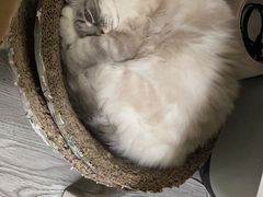 -特一安24小时宠物医院·骨科·中兽医