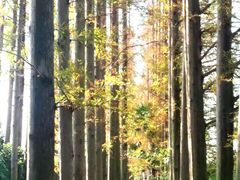 -上海长兴岛郊野公园
