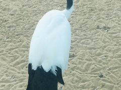 -盐城丹顶鹤湿地生态旅游区