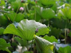 -荷塘月色湿地公园·向阳花洲