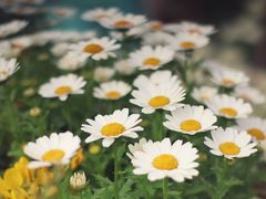 -荷兰花海