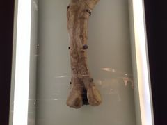 -世界恐龙谷景区