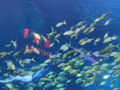 -太平洋海底世界