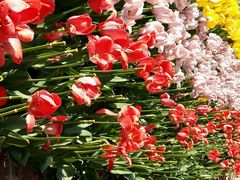 -洛阳郁金香牡丹园