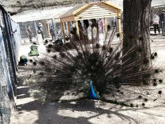 -长白岛森林公园