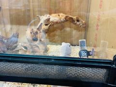 -酷以爬仙阁实体爬宠店·守宫·蜥蜴·专业繁育