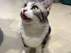 -COLOR PETS 撸猫馆·购猫·猫咖(长风大悦城店)