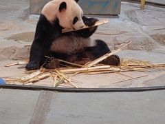 -广州长隆野生动物世界