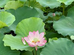 -荔湾湖公园