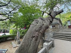 -青岛崂山太清宫