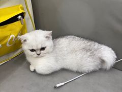 -安安宠医宠物医院·异宠·犬猫内科(岳阳分院)