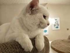 -有猫儿腻咖啡厅.猫咖