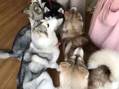 -Husky Go! 哈士奇体验馆·宠物咖啡厅狗咖