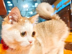 -欣宠猫屋·矮脚拿破仑·蓝金金渐层