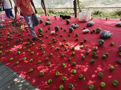 -前小桔亲子创意农场·草莓采摘·露营烧烤