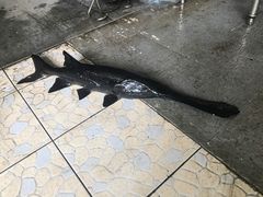 -顺德美食坊(南沙分店)