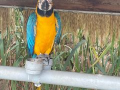 -西霞口神雕山野生动物世界