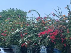 -老陈婆手工面庄