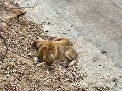 -大连森林动物园