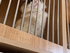 -老吴的猫·猫舍(新区店)