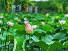 -上海怡沁园度假酒店