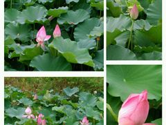 荷花-白塘生态植物园