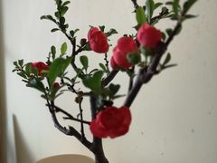 -潮福城大酒楼(北尚店)