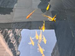 -觀芷隐轩