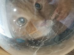 -瑞派长江宠物医院·猫科·外科·24小时夜护(谊城公寓分院)