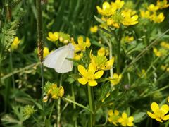 -小七碳火烧烤(越溪店)