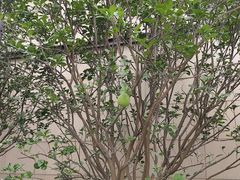 -俏张飞杀猪粉(敏捷广场店)