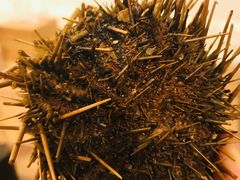 -海胆小馆(东北水饺·春柳店)