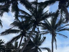 -东郊椰林